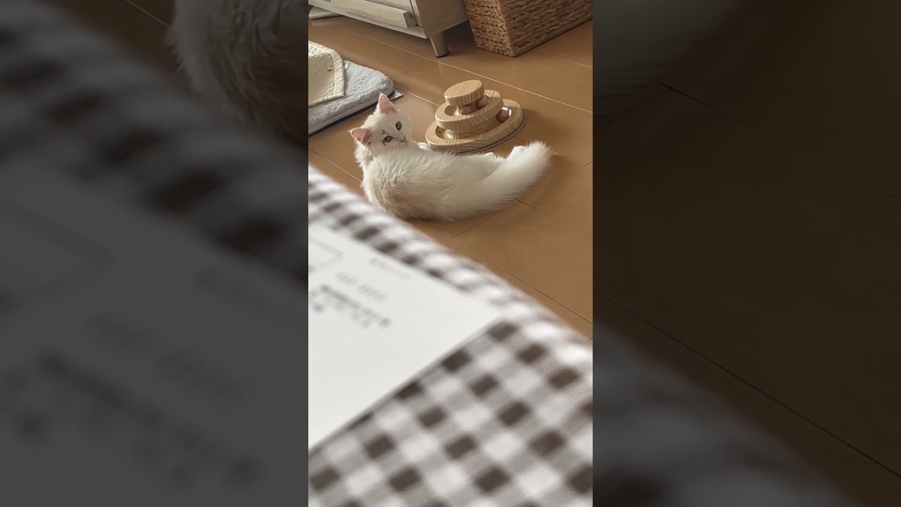 隠し撮りがバレる【サイベリアン子猫】#ショート動画