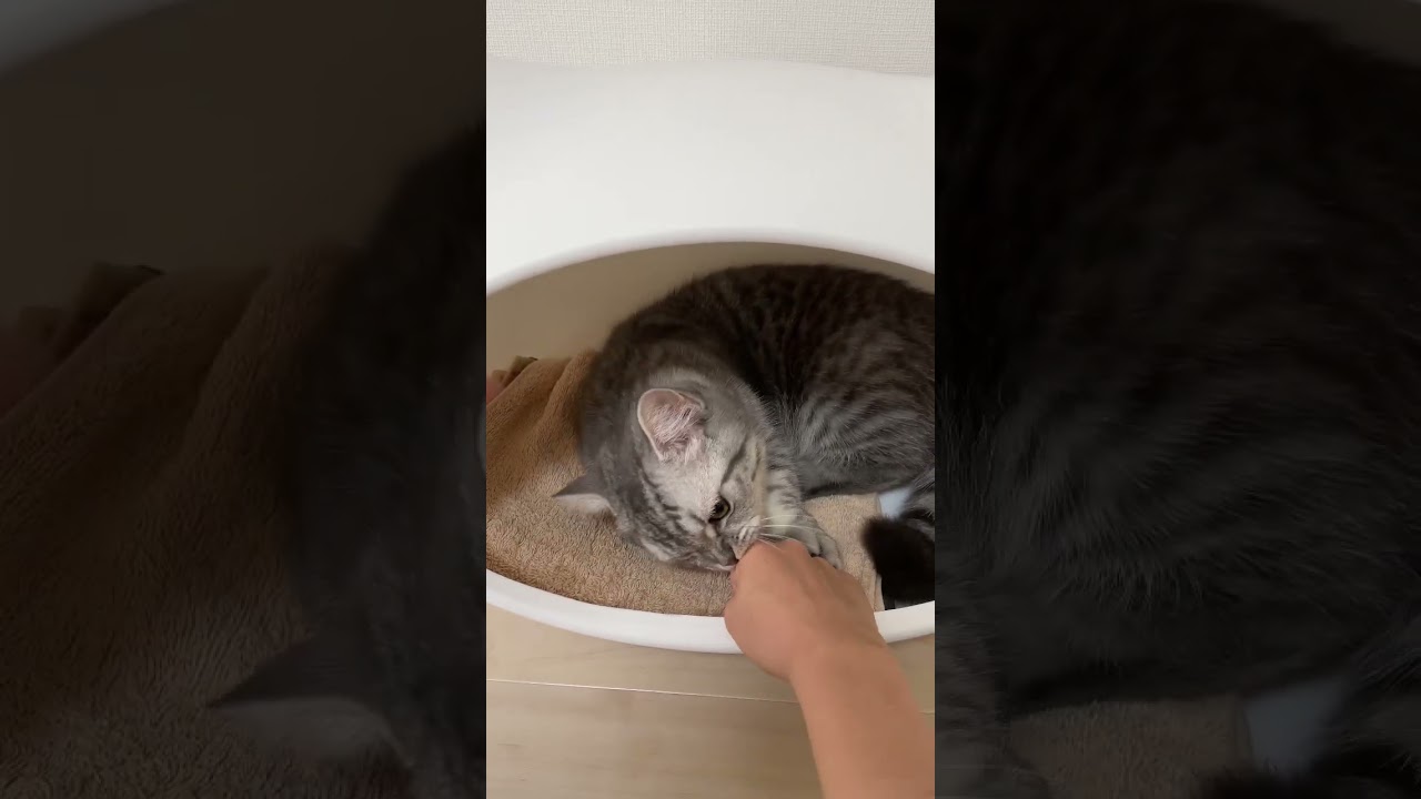 猫に噛みつかれた😺 #shorts #猫 #マンチカン #cat #kitty #kiminotoriko