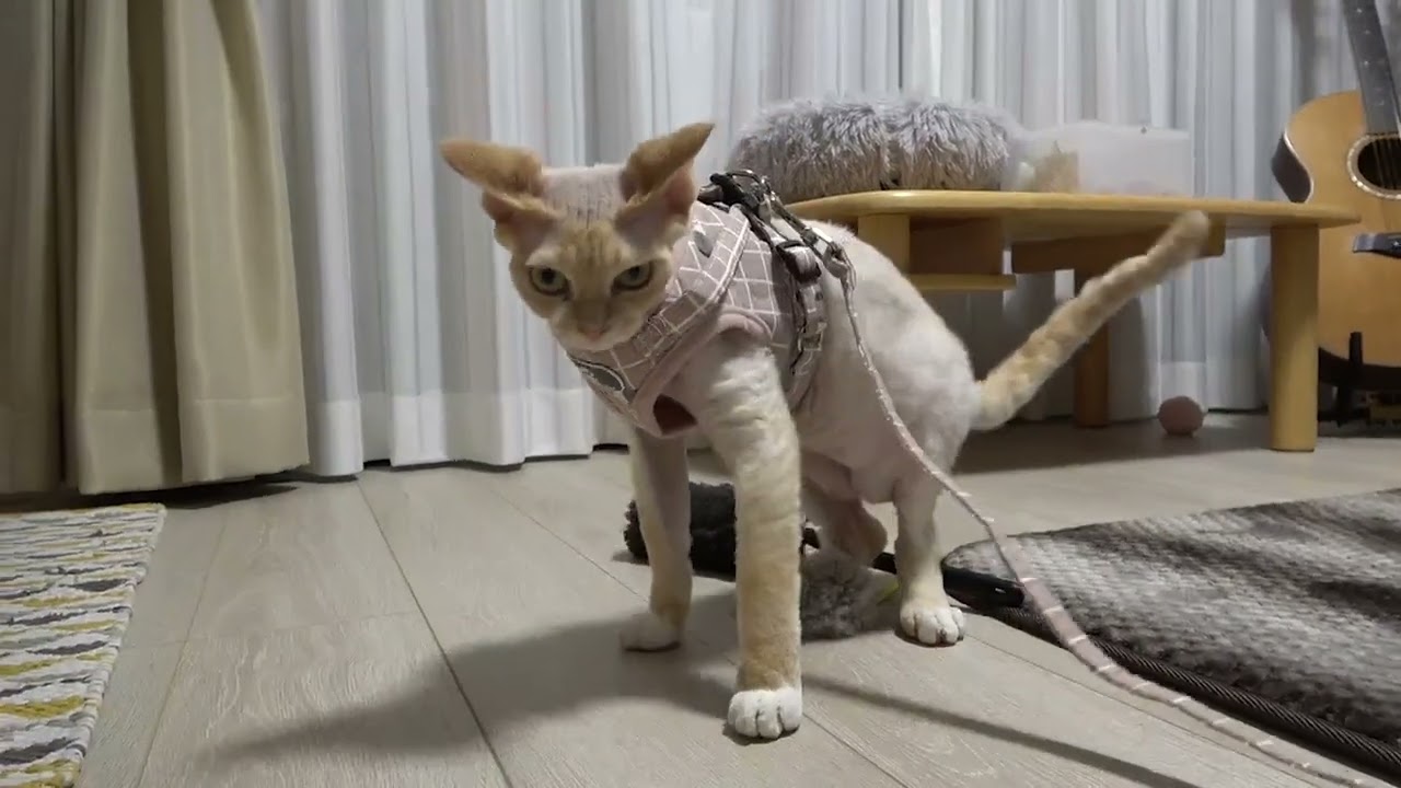 ハーネスを着せたら、うまく歩けないデボン猫です。