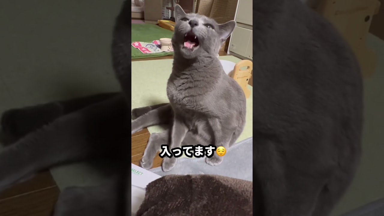 【ロシアンブルー】昨夜のめろんと今朝のめろん😊どちらもおねだりですが🤣【猫】#shorts