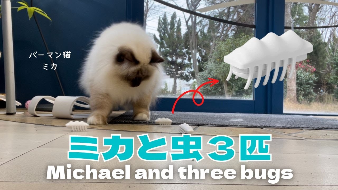 バーマン猫ミカ【ミカと虫３匹】Michael and three bugs（バーマン猫）Birman/Cat