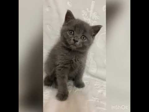 スコティッシュフォールド イケメンです☺️