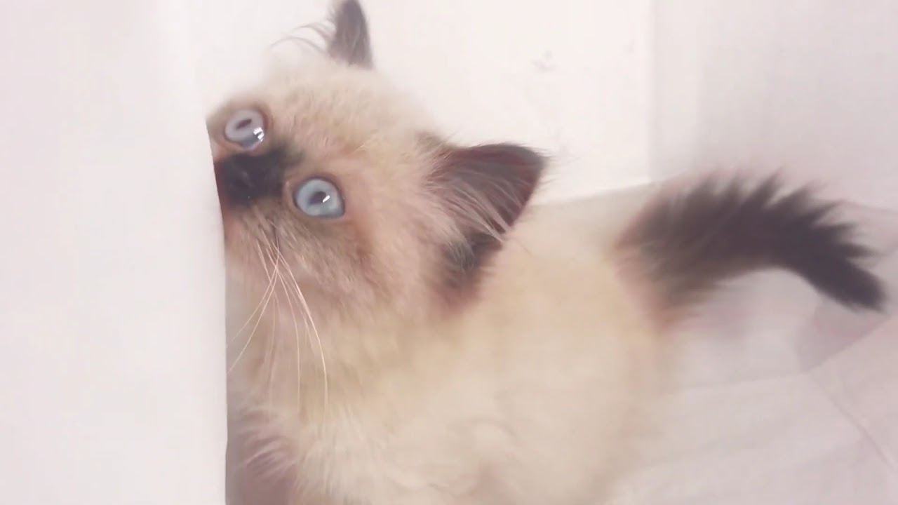 可愛い❗️ヒマラヤン　😸　アゴはネコ🐈