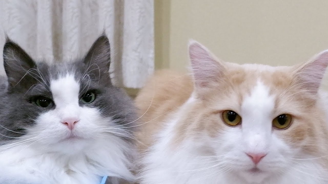 【可愛い❤︎】シャールとルク集♪ノルウェージャンフォレストキャット