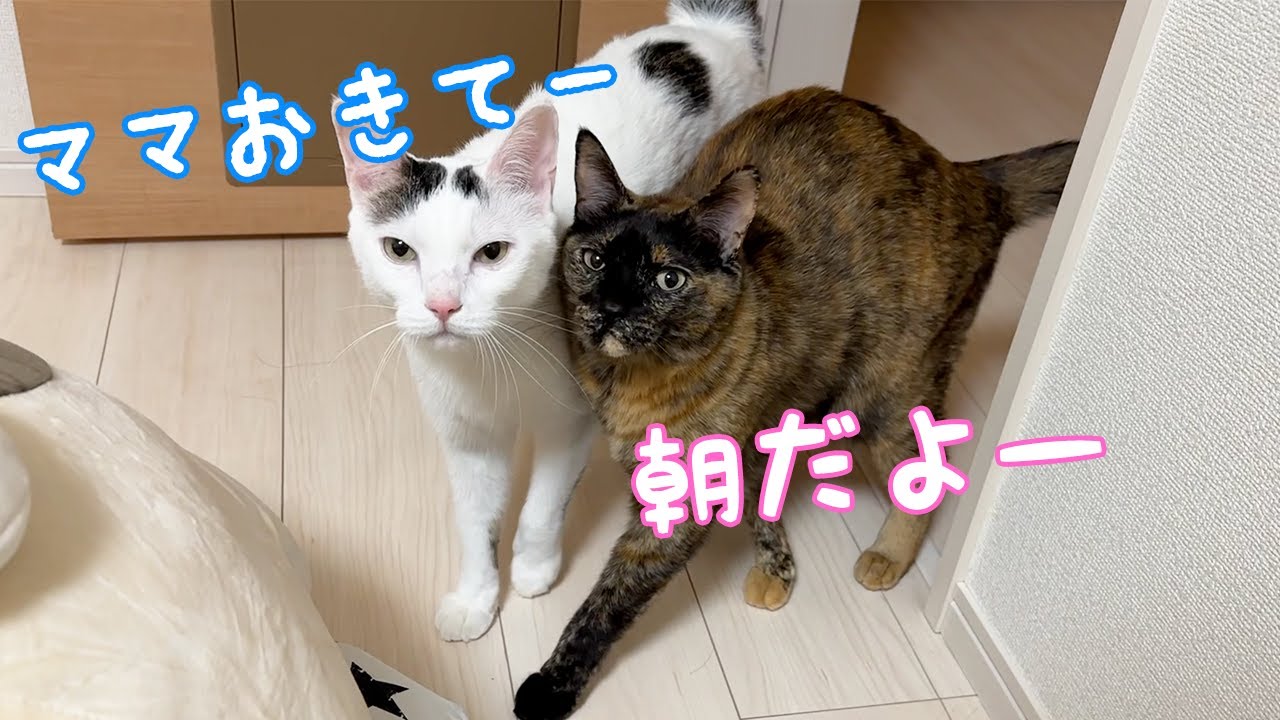 朝のママへの起こし方が可愛い猫たち