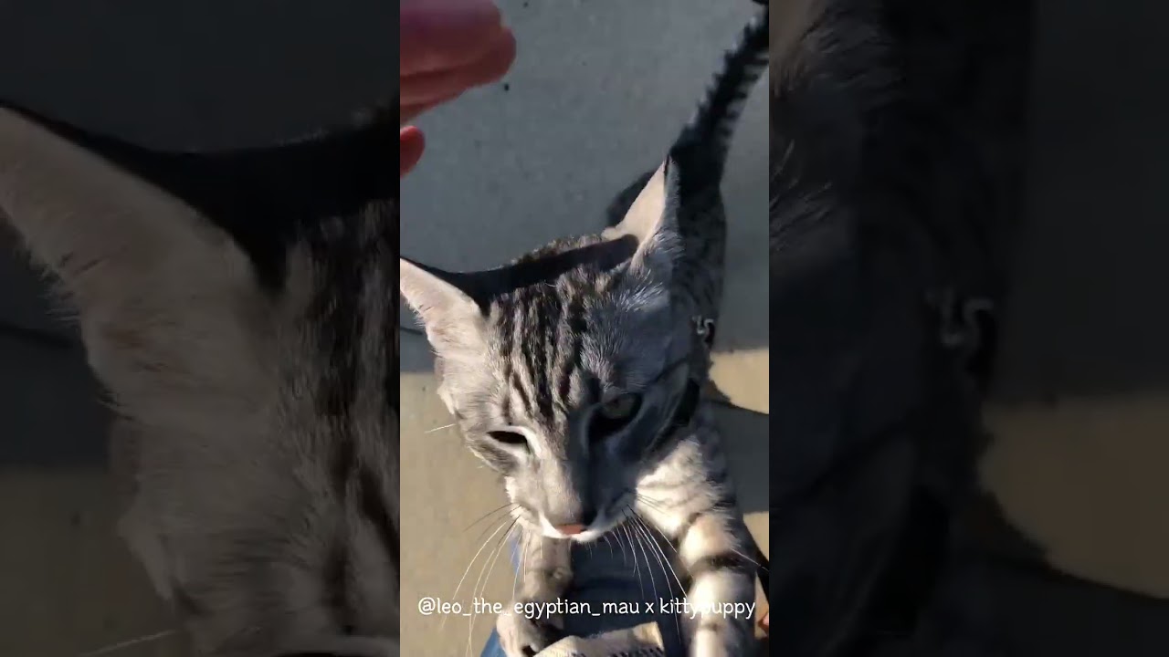 Leo Wants to Be Pick up : Egyptian Mau #shorts