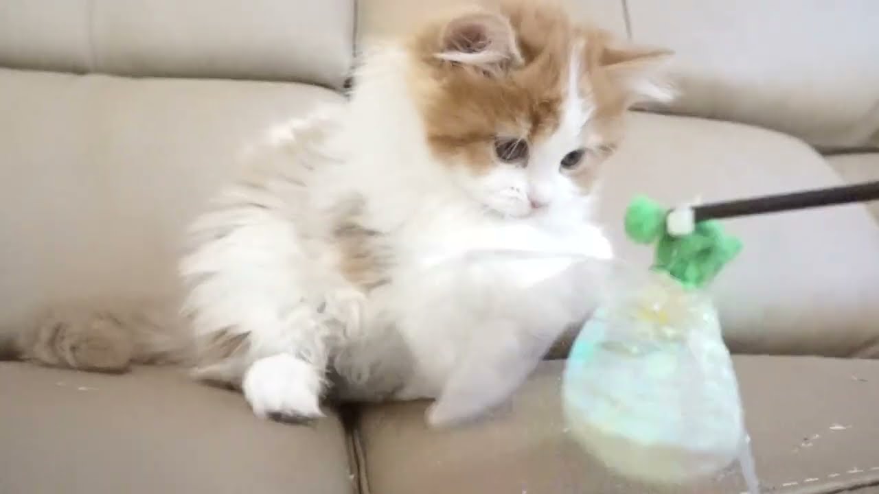 セルカークレックス子猫　2022.9.30産まれ 　レッド＆ホワイト　女の子　シーダキャット猫のお店　Selkirk Rex