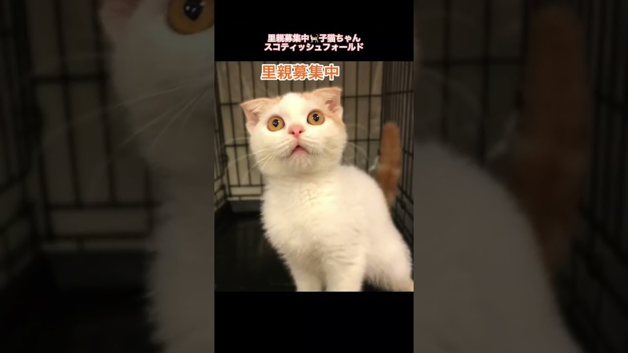 里親募集中😸スコティッシュフォールド😸