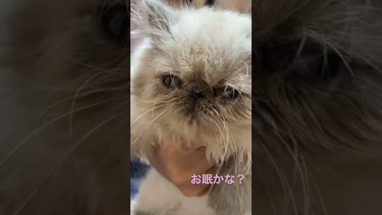 お眠かな？？#cat #ヒマラヤン #exoticshorthair #animal #エキゾチックショートヘアー #子猫
