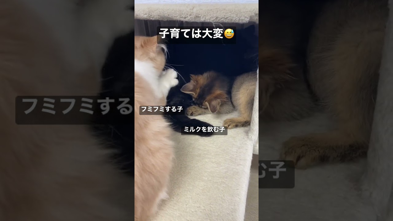 【癒し系】全てを受け入れるエキゾチックショートヘアー（ジジちゃん）😭#子育て #ソマリ #サイベリアン #cat #ペット #shorts