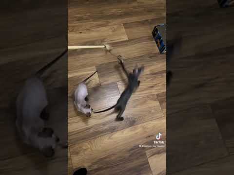 TICA pedigree Cornish Rex girl in London (3)