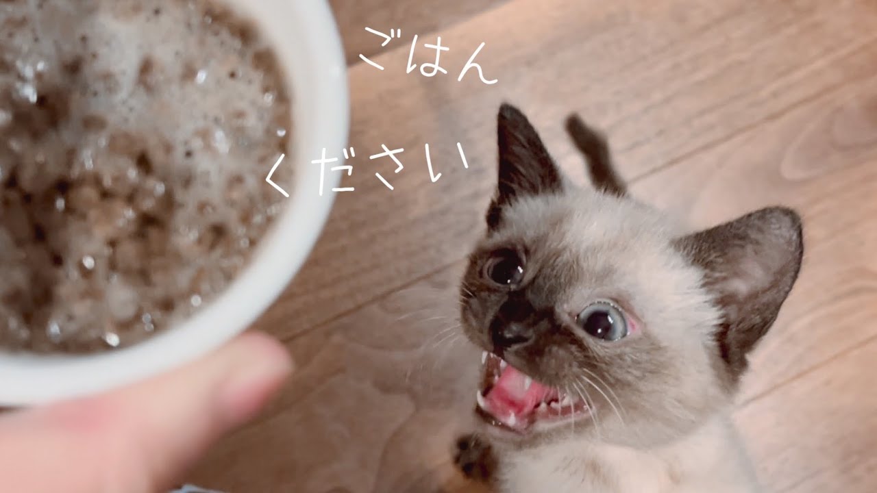 離乳食が食べたくて大騒ぎな子猫がこちらです…笑