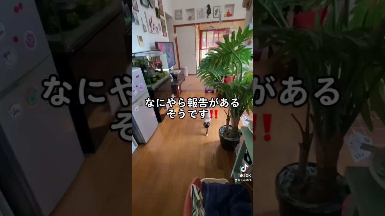 #shorts #ねこ #猫動画 #シャムミックス #シャム猫ミックス #自宅警備隊 #猫のいる暮らし