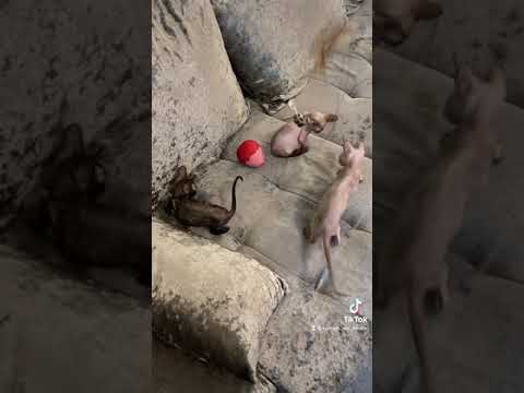 TICA pedigree Cornish Rex girl in London (1)