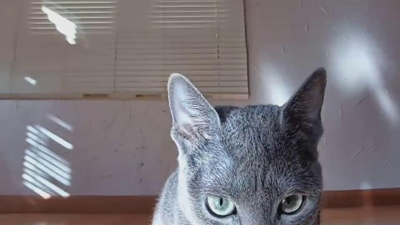 生後120日目 ロシアンブルー子猫 子供達ママに大きさ追いついた？ My kitten's diary. Russian Blue