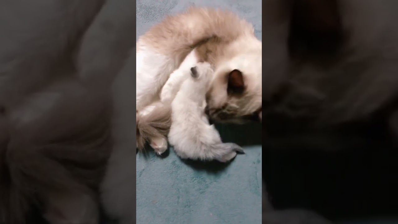 ママをひとりじめっ！な赤ちゃんねこ🍼 #ラグドール #猫