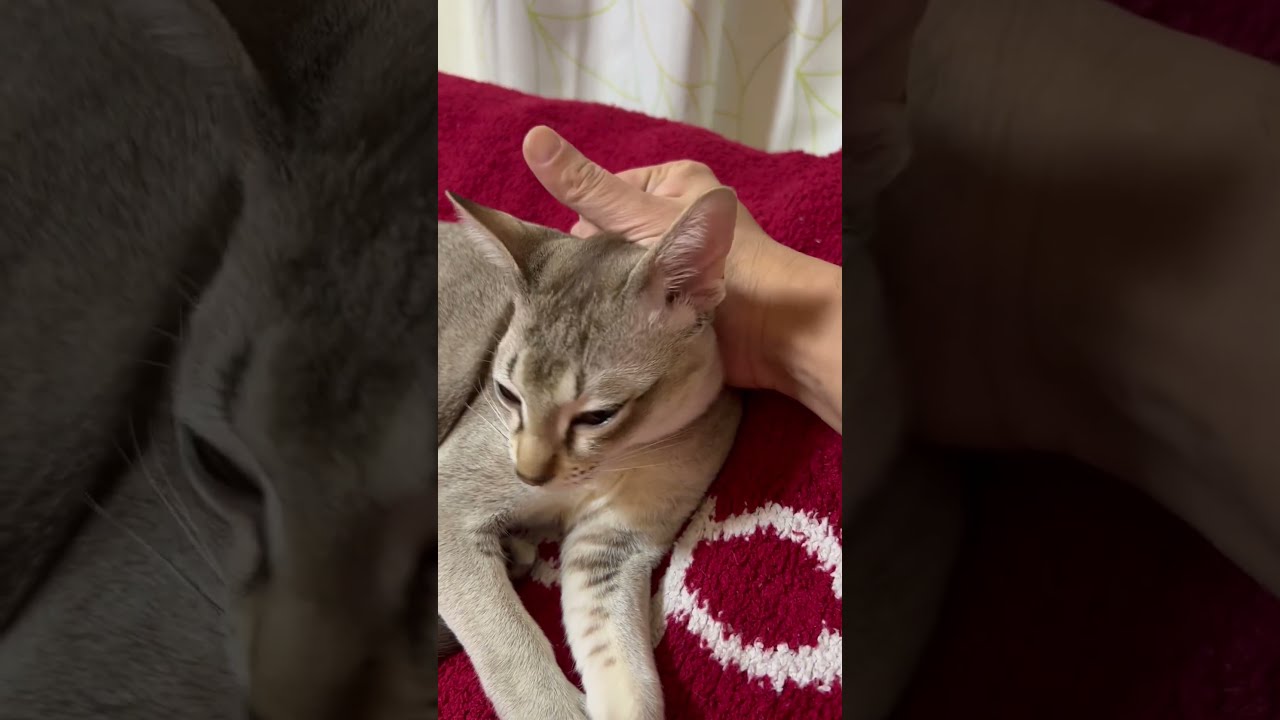 お父さん、撫で方のクセ!! #cat #shorts #cute #シンガプーラ #chat #funny #relax #猫 #kucing