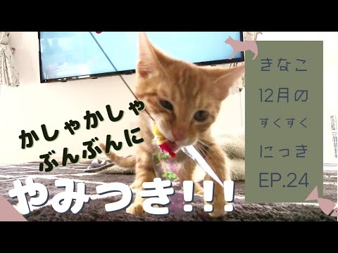 猫好きの猫好きによる猫好きのためのかしゃかしゃぶんぶん垂れ流し動画(沼)わが家にきて月齢2ヶ月のきなこ🐈️December's Diary ♥️