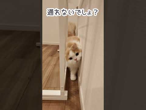 舐めてる飼い主をボコりにくる猫【超かわいい】#short