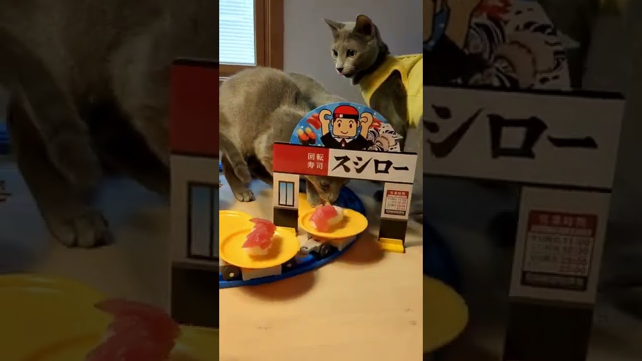 スシロープラレール❌猫 Part１💕  #ロシアンブルー #russianblue  #子猫 #猫 #プラレール