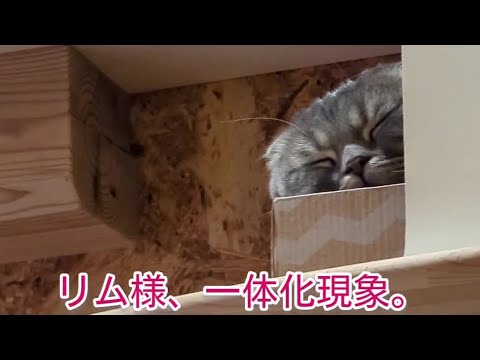 リム様、一体化現象。#スコティッシュフォールド #マンチカン #猫 #猫のいる暮らし #猫動画 #cats #cat