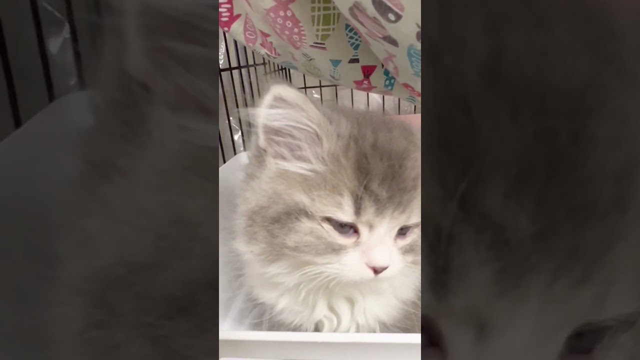 #里親募集中 #子猫 #マンチカン
