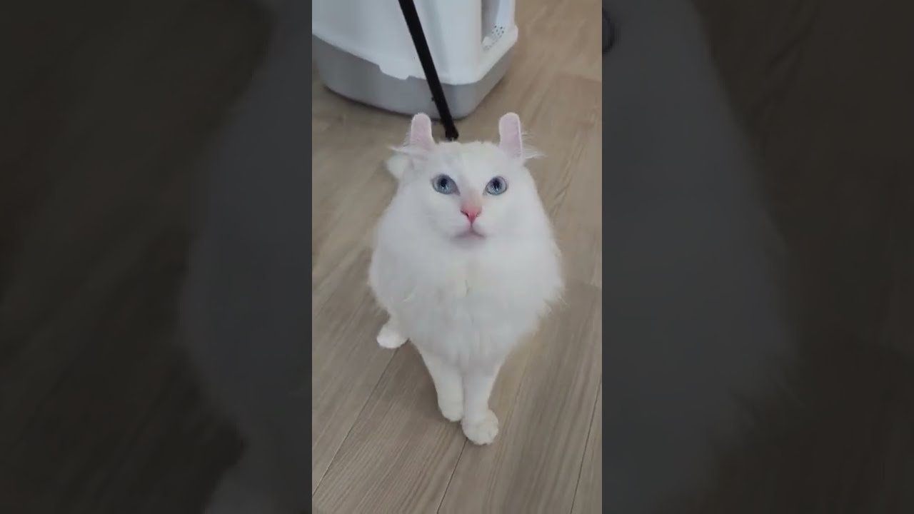 おやつが欲くて上目遣いでアピールをする猫がかわいすぎる… #shorts #アメリカンカール #猫動画