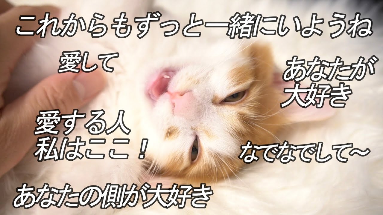喋りながら眠る子猫を猫翻訳したら感動で涙が…！