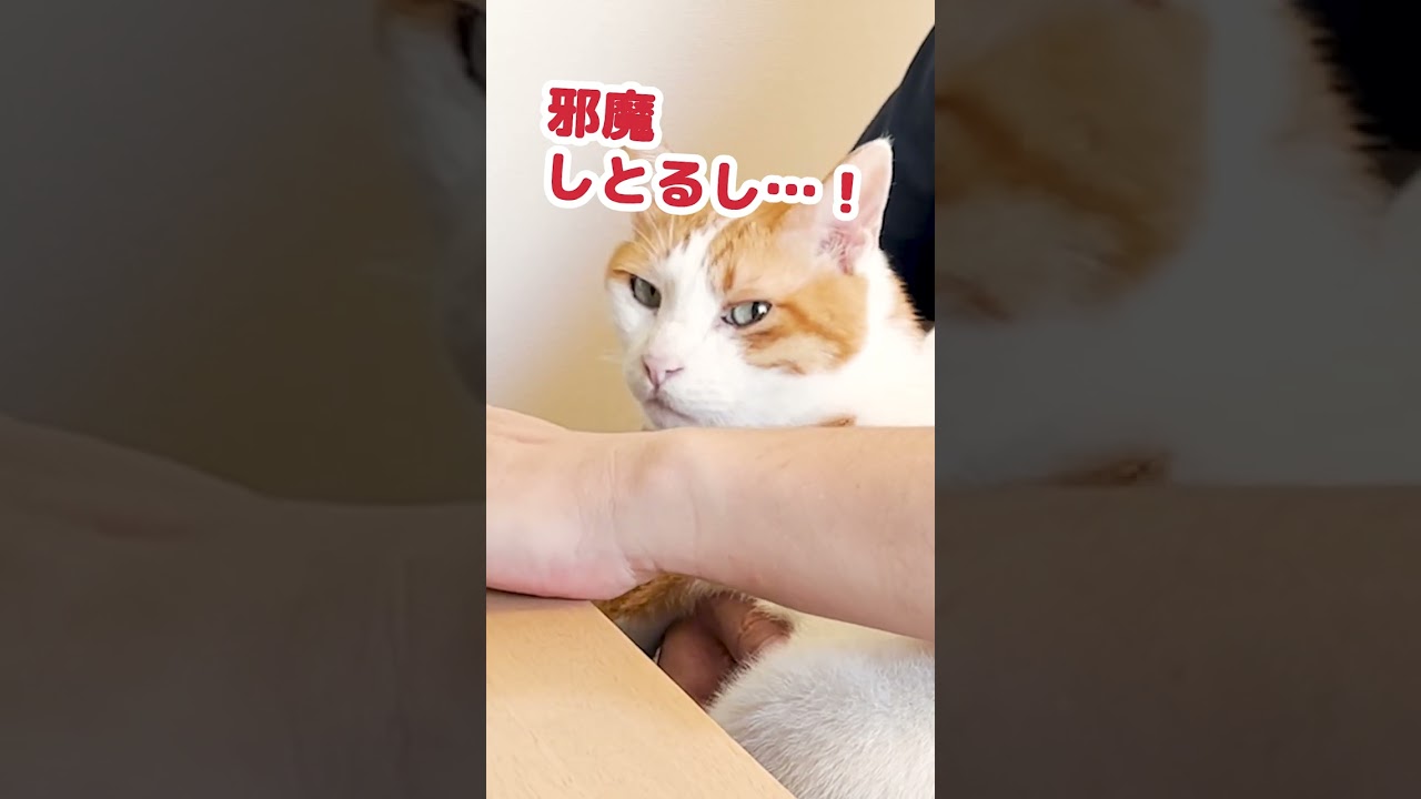 猫との生活はこんなに大変なのです #Shorts