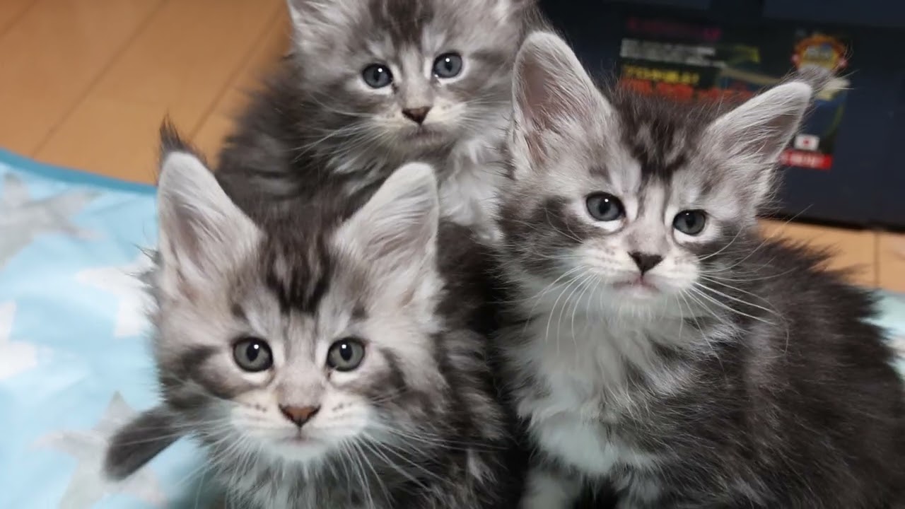 素晴らしいシルバーのメインクーン子猫
