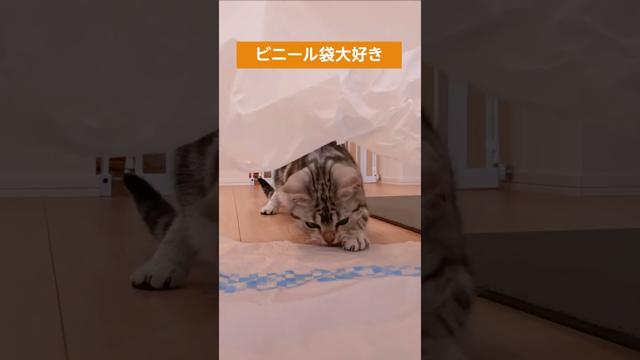 ビニールが大好きな子猫【アメリカンショートヘアー】 #shorts #ねこのいる生活 #ねこ