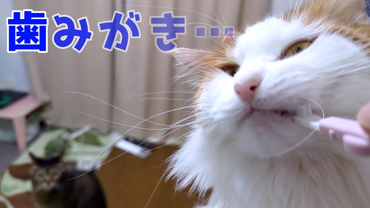 メインクーンの歯磨きはこうするしかない飼い主