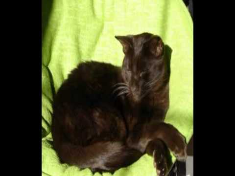 havana brown cats photos