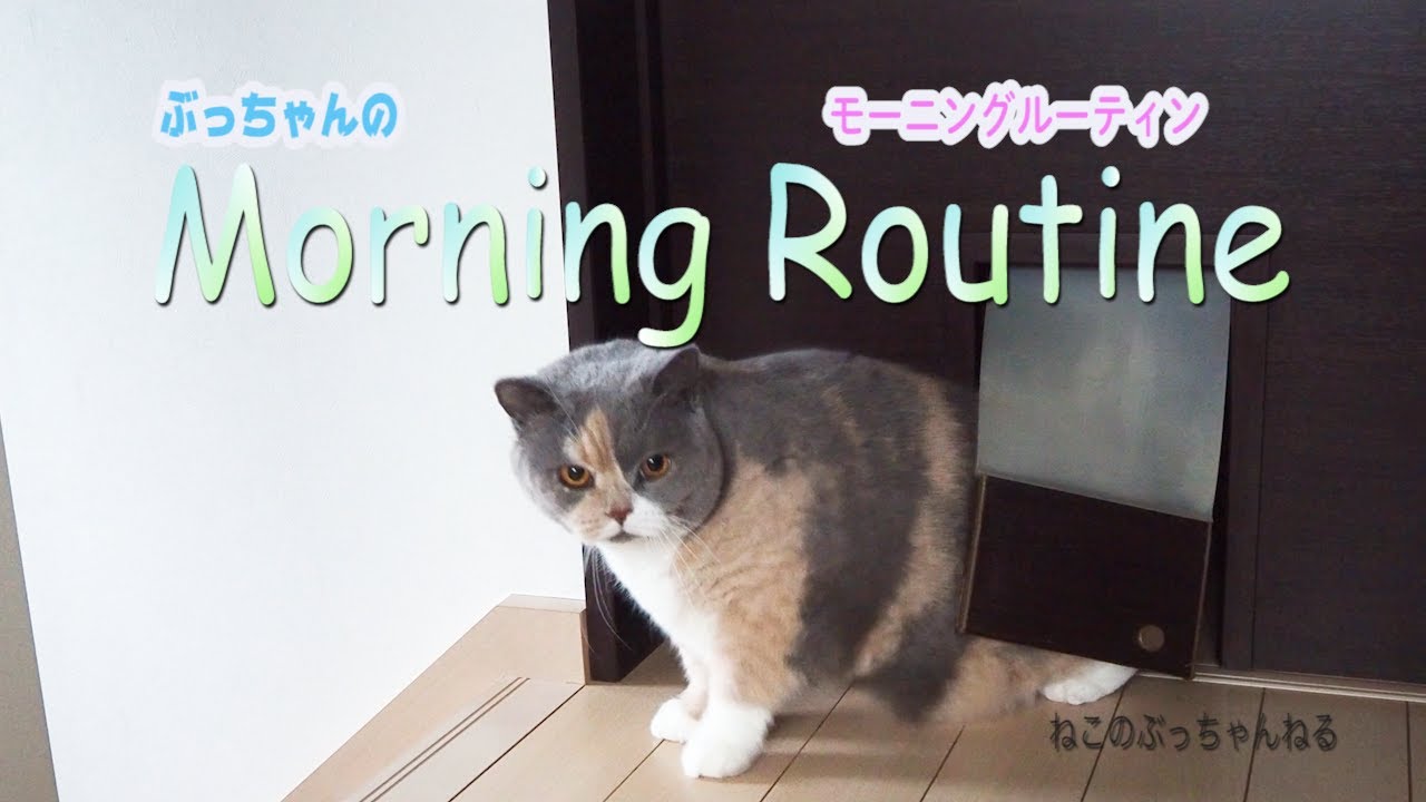 モーニングルーティン ねこの ぶっちゃんねる【Morning Routine】😼ブリティッシュショートヘアー｜ねこのいる暮らし｜ねこ動画｜