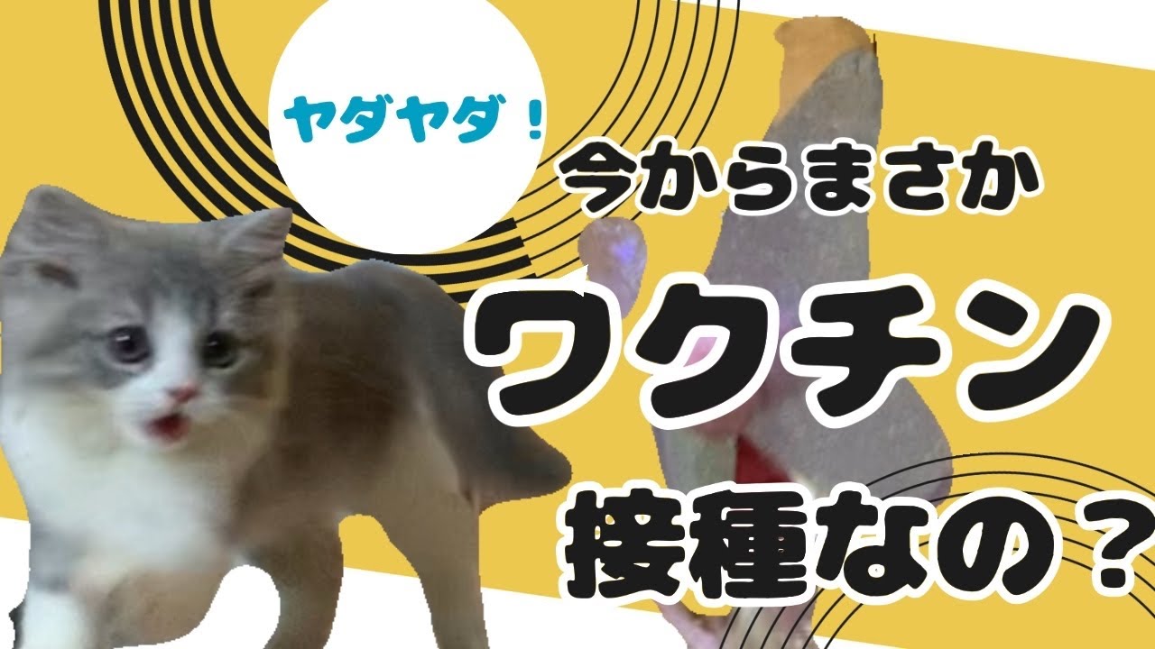 【生後3ヶ月】ワクチン接種に行く子猫の様子【スコティッシュフォールド】