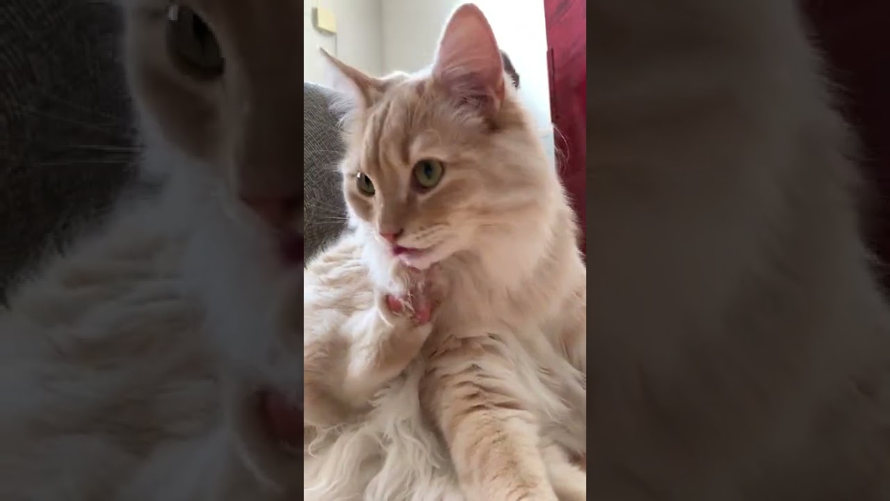 子猫のグルーミング：お腹➩後ろ足➩股下➩前足：【ラガマフィン】