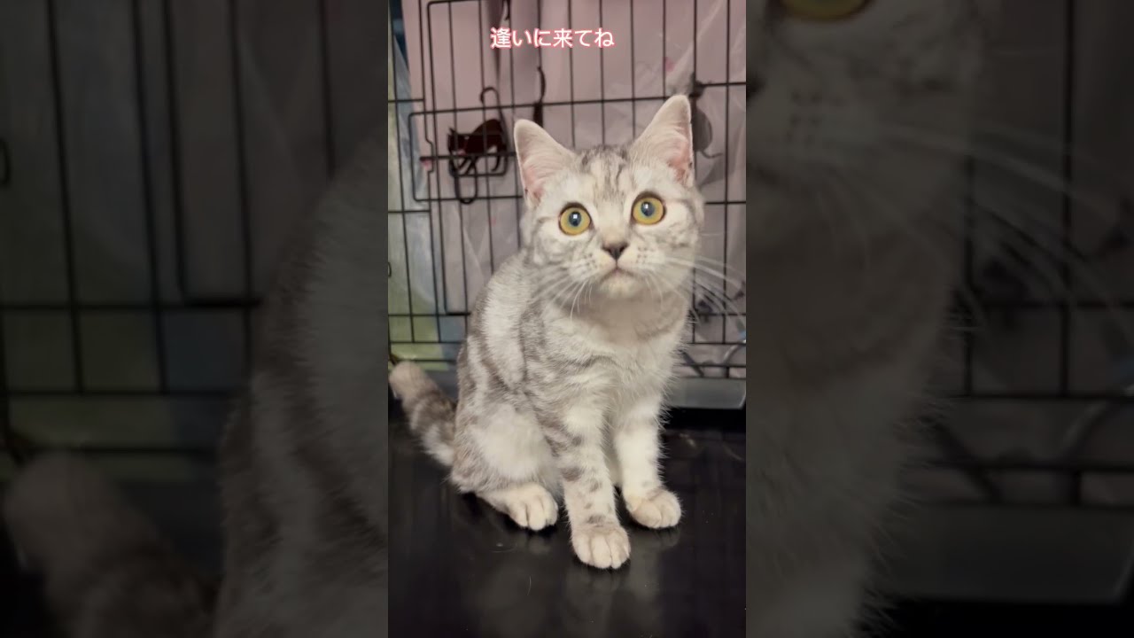 マンチカン🐈　里親募集中　子猫ちゃん　アゴネコ