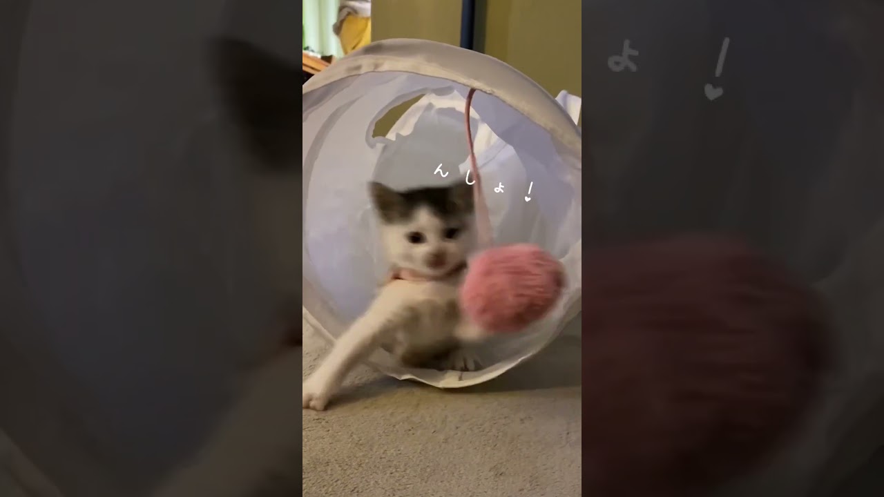 完璧でいたい子猫