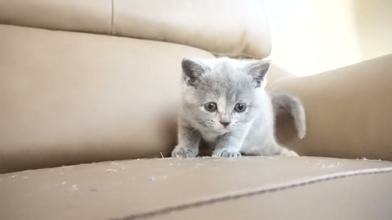 ブリティッシュショートヘアー子猫　British Shorthair　2022.11.15産まれ　ブルークリーム　女の子　シーダキャット猫のお店