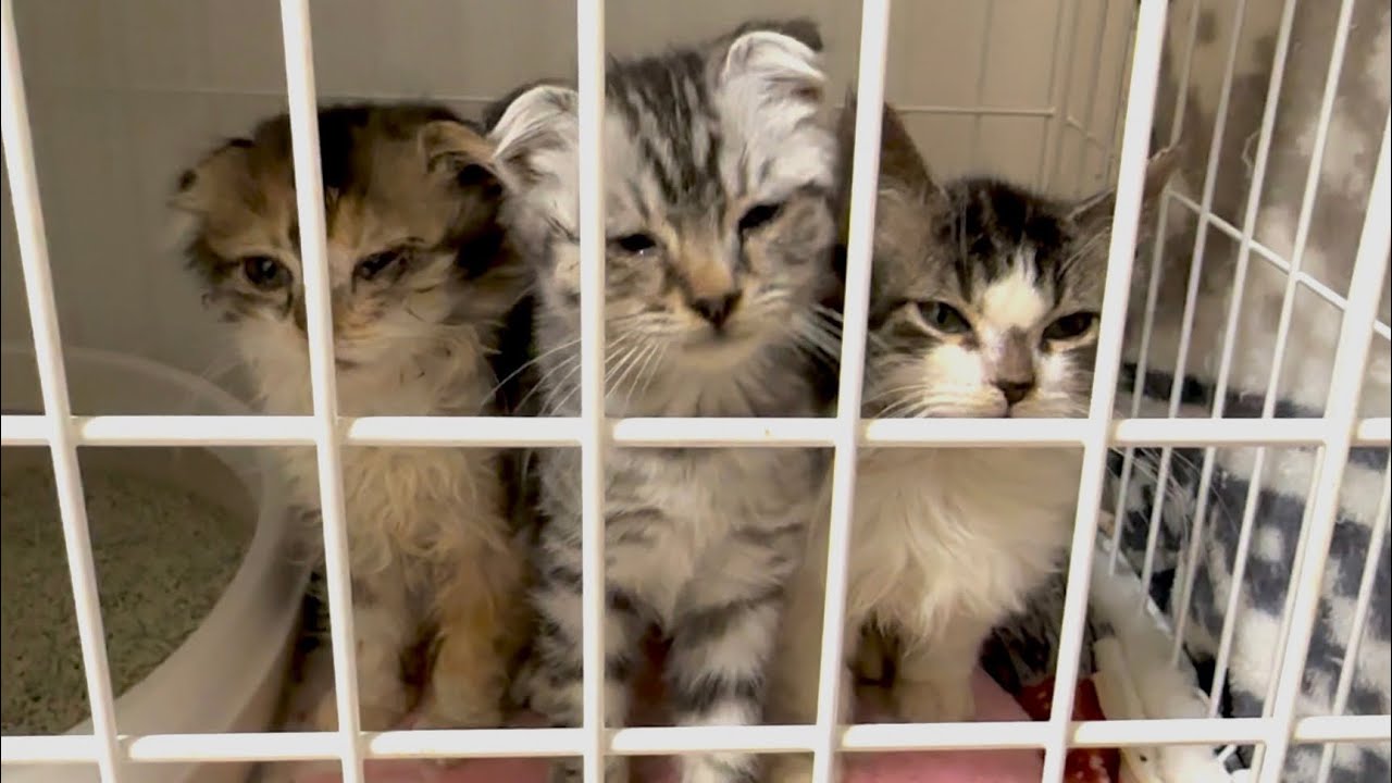 お別れする事になりました。【多頭飼育崩壊から保護されたスコティッシュの子猫達】