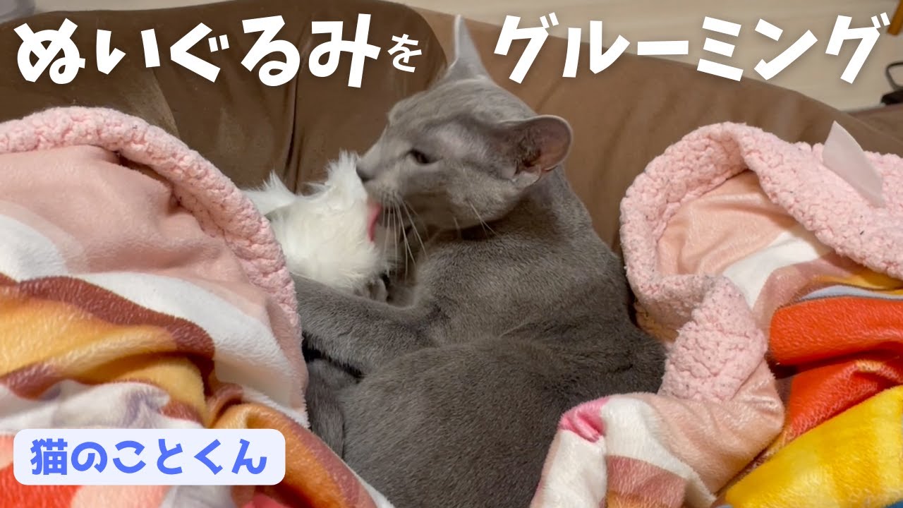 ネズミのおもちゃをグルーミングする仔猫はこちらです【ロシアンブルーこと】