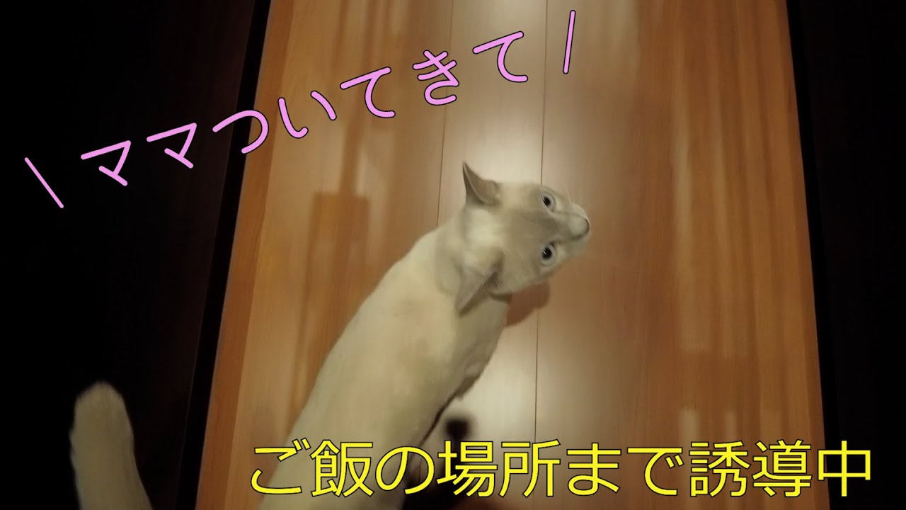 【犬に似ている！？】【トンキニーズ】2回目のご飯催促が可愛すぎる（＃15）