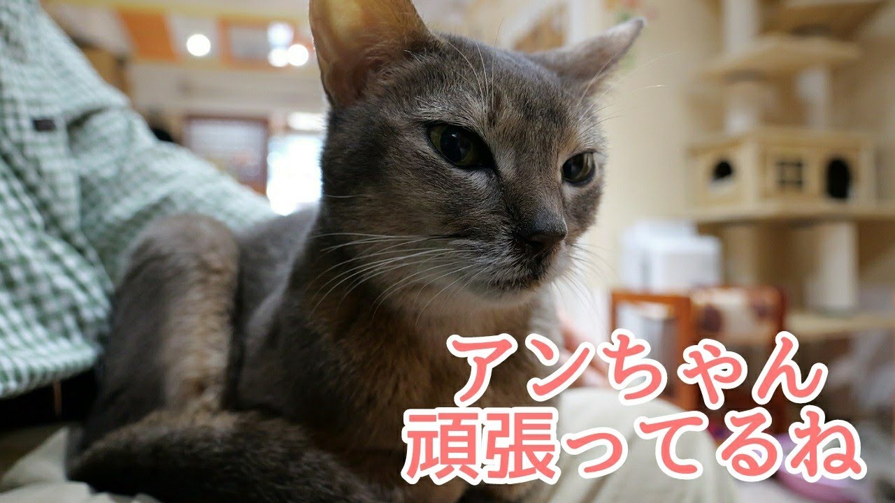 【アビシニアン】アンちゃんがんばっています　猫カフェねこJaLaLa 4K60p10bit