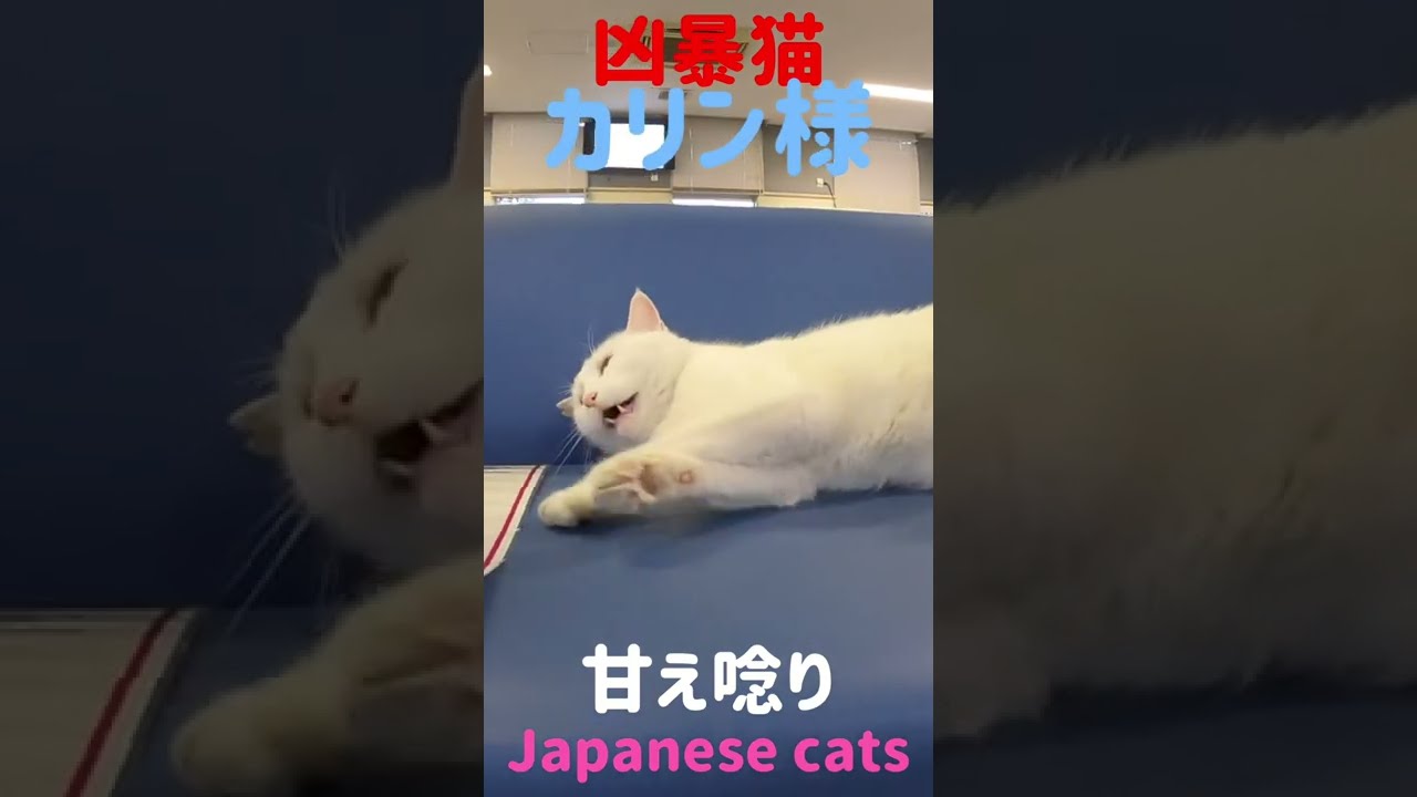 あの凶暴猫のカリン様が優しいご夫婦に甘え捲り Japanese cats #shorts