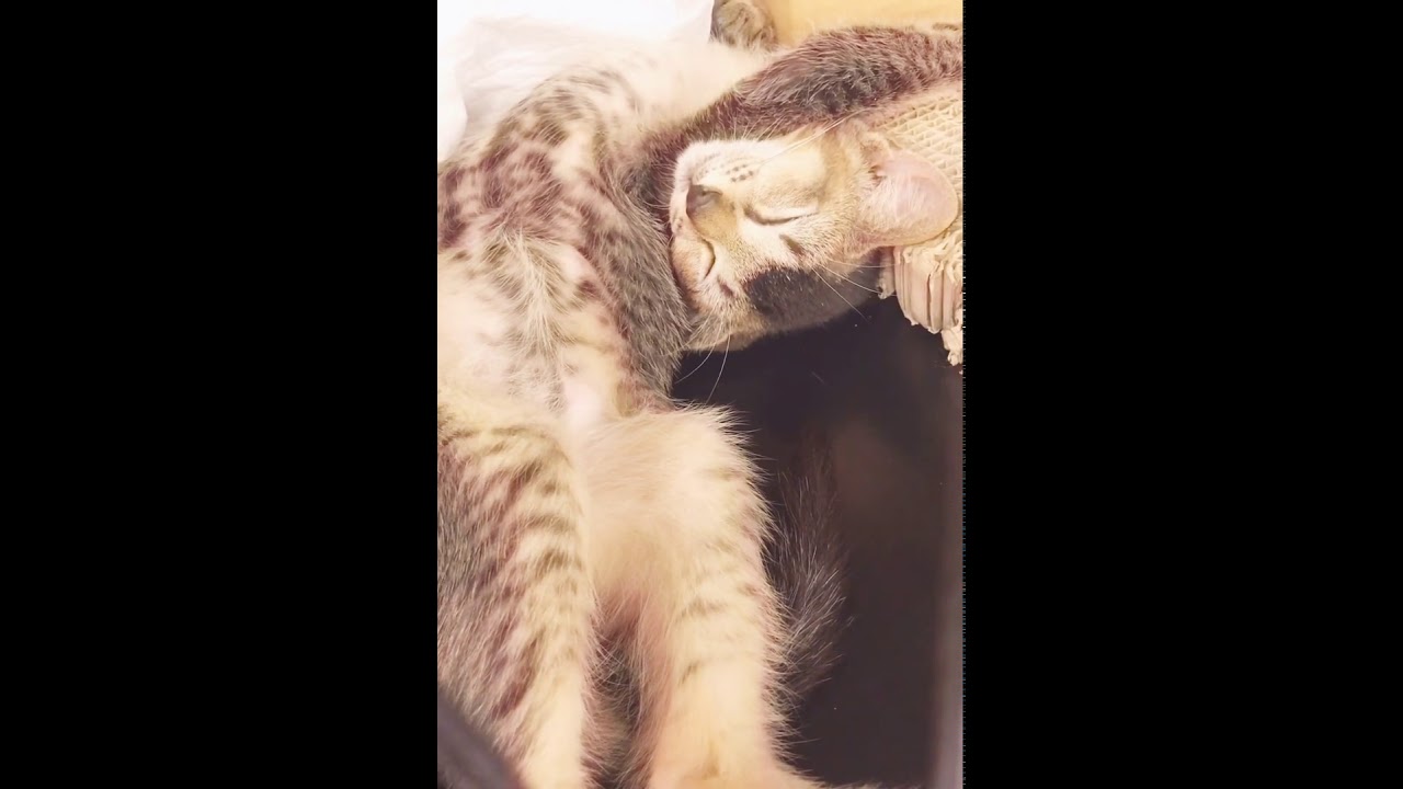 お昼寝〜😪😸　アメリカンカール　アゴはネコ