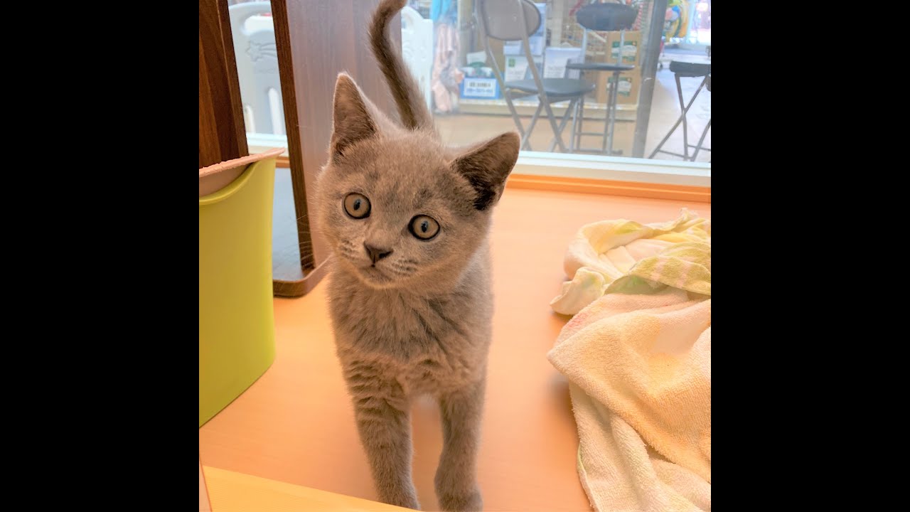 【店頭デビュー】ブリティッシュショートヘアーくん