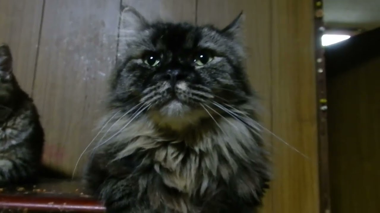 Zippor,Selkirk Rex セルカークレックスのツィポール