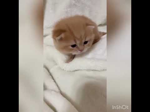 スコティッシュフォールド 【レッドタビー】お饅頭ボーイ❤️