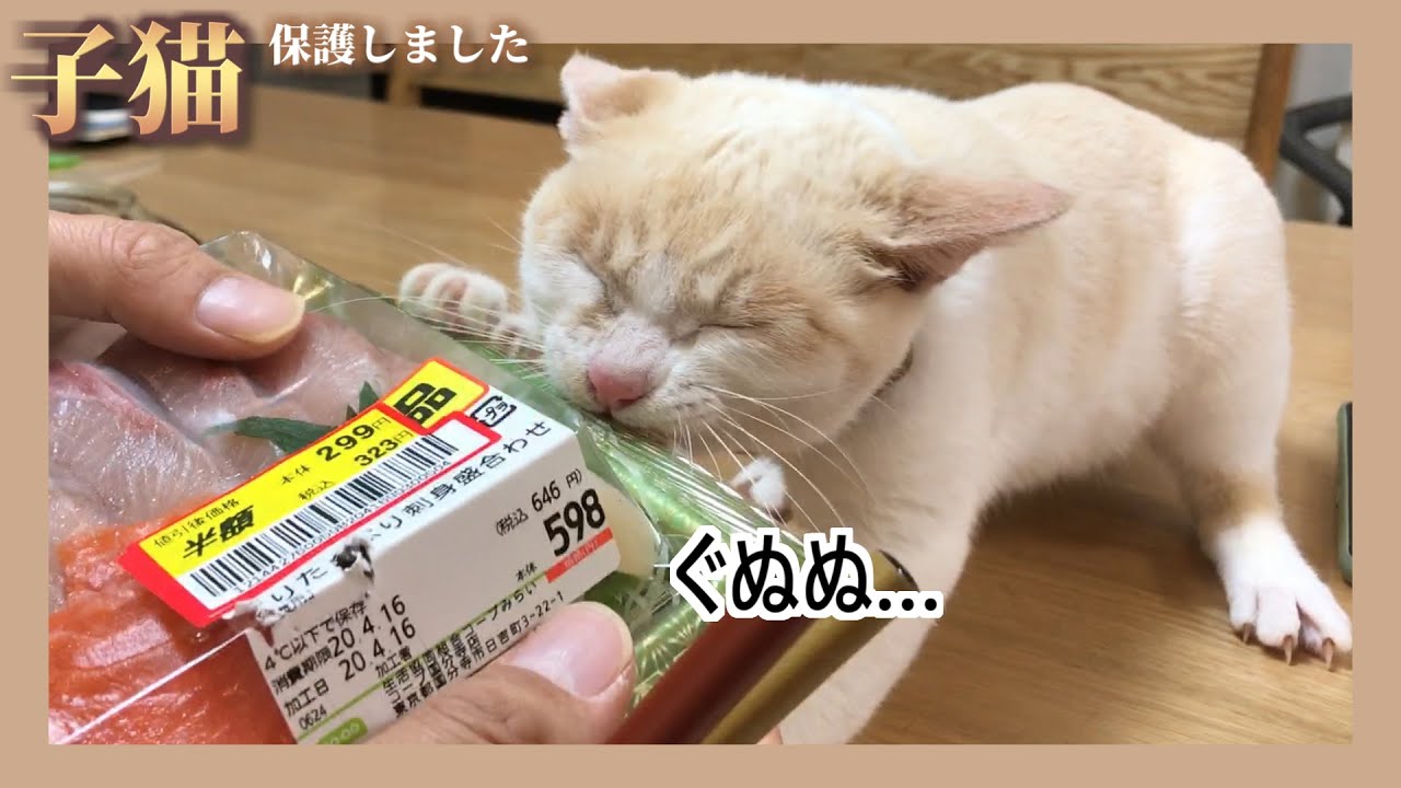 【憤怒】子猫との食べ物をめぐる争いに嫌気がさしたので対策します