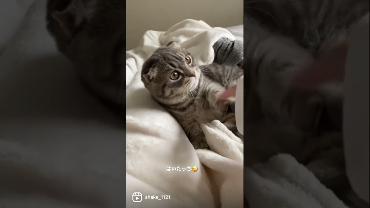 ハイタッチする猫　　　　　　#マンチカン #短足マンチカン #子猫